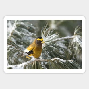 Evening Grosbeak - Algonquin Park Sticker